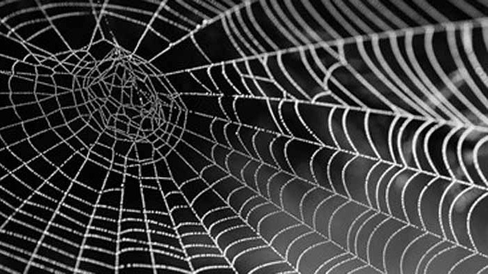 Паяк се катапултира с 4 м/сек