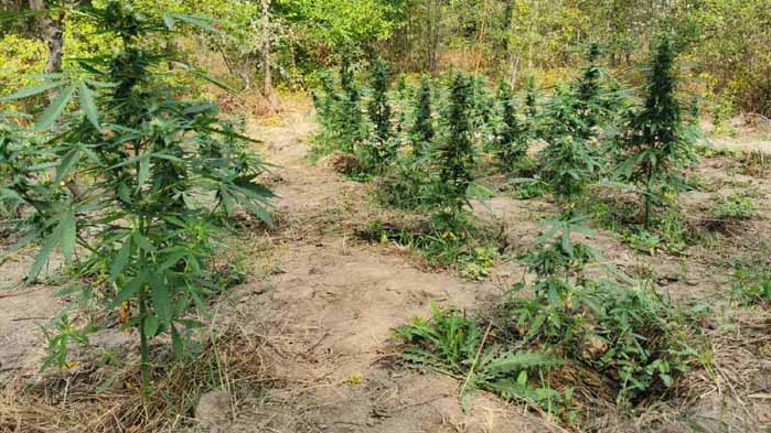 119 растения от рода на конопа са открити днес в землището на с. Добри дол