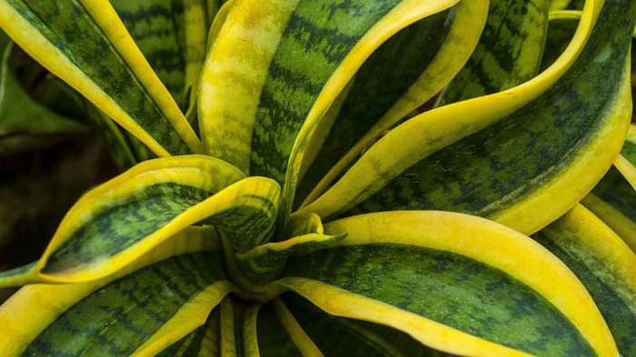 Сансевиера или Свекървин език