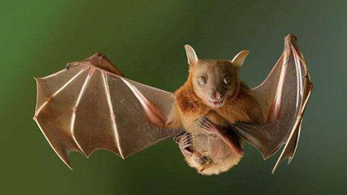 Френски вирусолог твърди, че източник на COVID-19 са прилепите