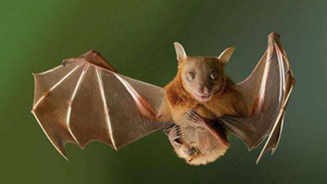 Френски вирусолог твърди, че източник на COVID-19 са прилепите