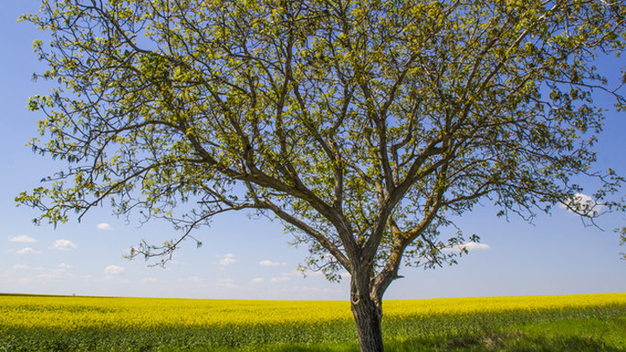 Слънчев календар – понеделник, 1 юни 2020 г.
