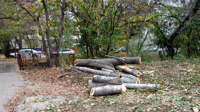 Във Варна продължават дейностите по санитарна резитба на дървесните и храстови растения