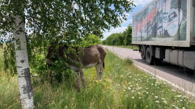 Безстопанствено магаре застраши хиляди животи по пътя Казанлък – Стара Загора