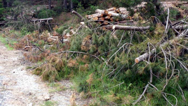 Горски служители задържаха два товарни автомобила с незаконни дърва в землището на гр. Вършец