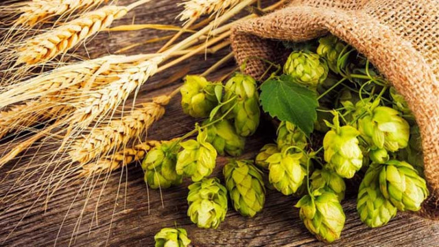 Кризата не спря научните изследвания върху пивото