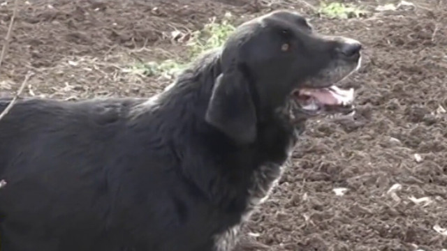 1000 лева глоба на обвиняем за смъртта на куче