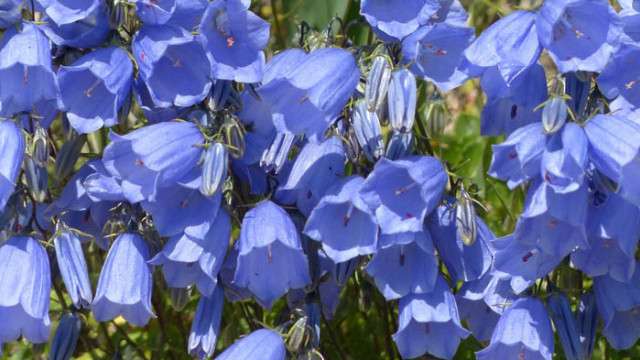 Цветен хороскоп по дати на раждане – Камбанки (1-10 юни 2020 г.)