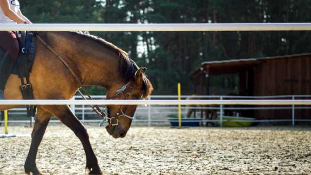 Прокуратурата разследва инцидент с паднало от кон дете на хиподрума в Шумен
