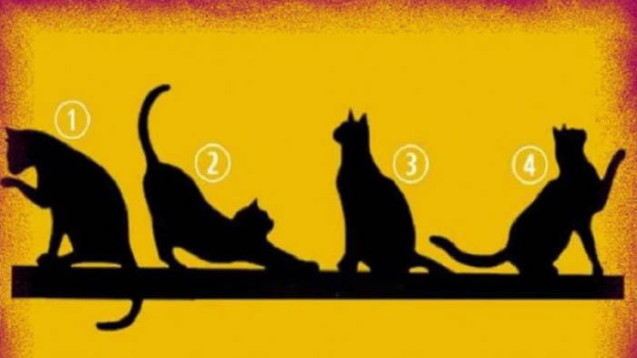 Изберете котка и открийте своята цел в живота