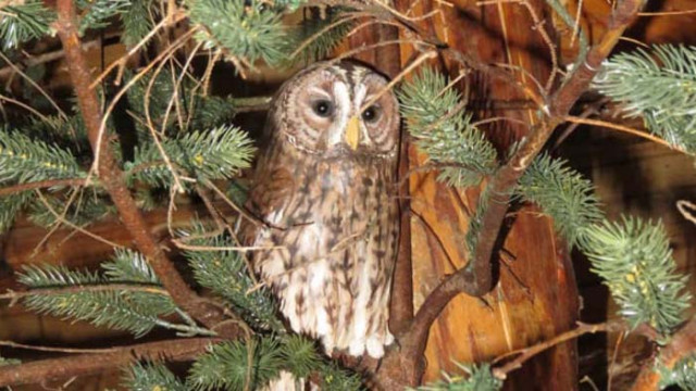 Отварят музеите на Витоша