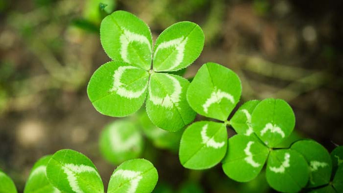 Дневен хороскоп и съветите на фортуна за неделя, 14 юни 2020 г.