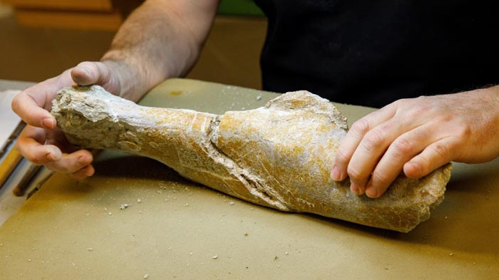 Откриха нов вид динозавър с крайници крила