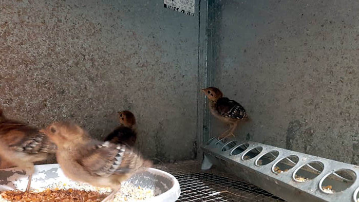 Диамантените фазани във варенския Зоокът се сдобиха с поколение