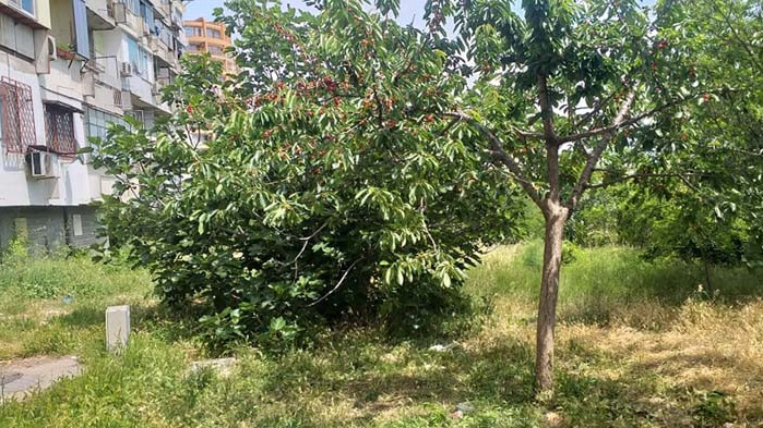 Режат черешата, заради която простреляха дете във Варна