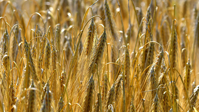 Започна жътвата на ечемика в с. Вазово, Разградска област