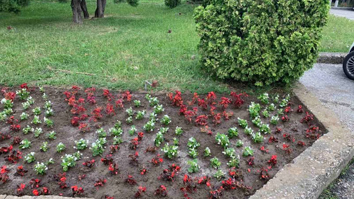 Засадиха цветя и дървета в Асеновград