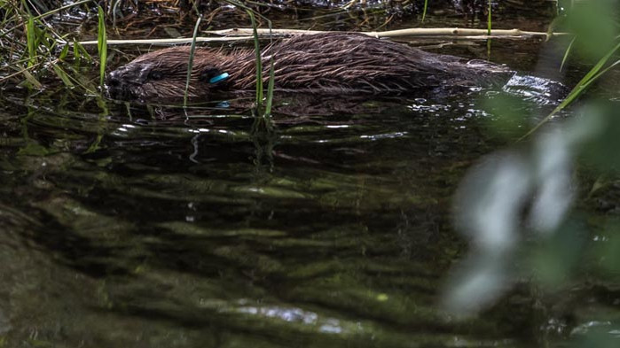 Бобрите имат вина за затоплянето на Аляска