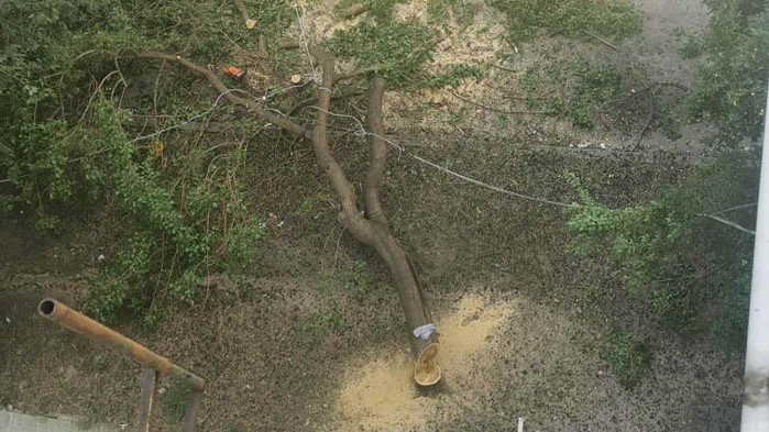 Режат дърво без разрешение, имали познати в общината