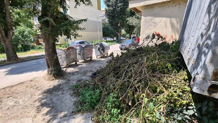 Отрязаха дърво без разрешително и посолиха дънера му (Обновена ) (СНИМКИ+ВИДЕО)