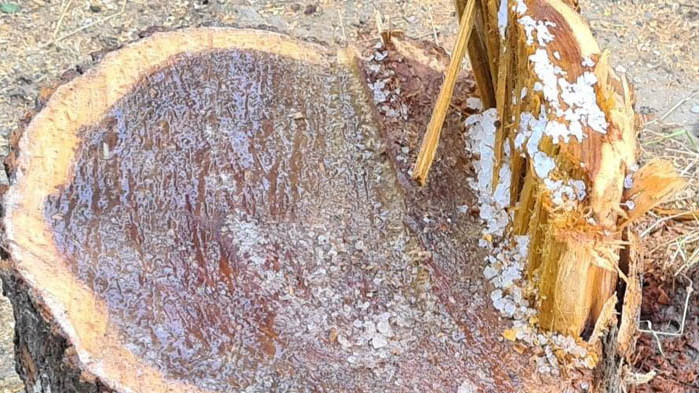 Отрязаха дърво без разрешително и посолиха дънера му (Обновена ) (СНИМКИ+ВИДЕО)