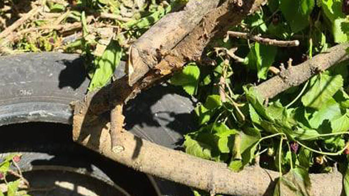 Отрязаха дърво без разрешително и посолиха дънера му (Обновена ) (СНИМКИ+ВИДЕО)