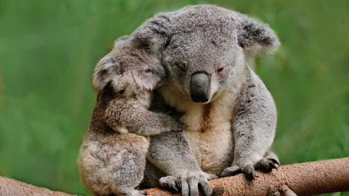 Коалите, Австралия и застрашени ли са от изчезване