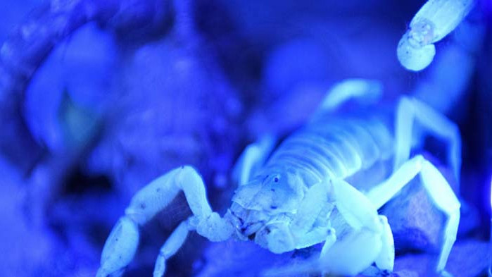 Превърнаха отровата на скорпион в лекарство за рак