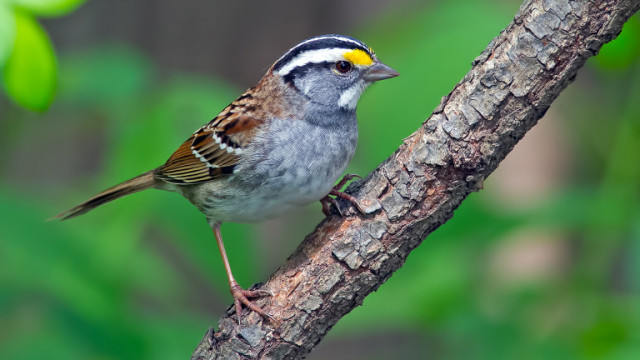 Врабчетата, белогушите врабчета в Канада и защо промениха песента си (ВИДЕО)