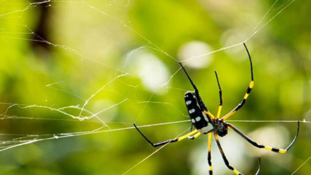 Паякът е пратеник на по-висша сила