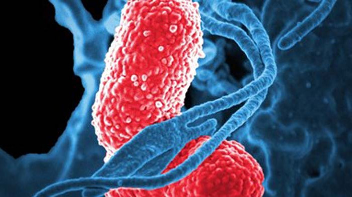 Метеоролог: Топлината, влагата и светлината са благоприятни за болестите
