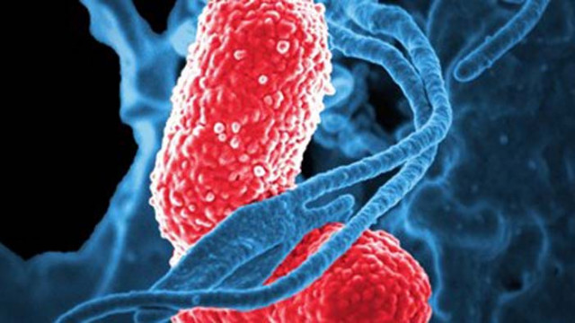 Метеоролог: Топлината, влагата и светлината са благоприятни за болестите