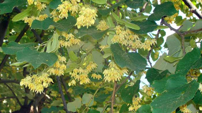 13 акта за бране на липов цвят съставиха горските служители от РДГ-София