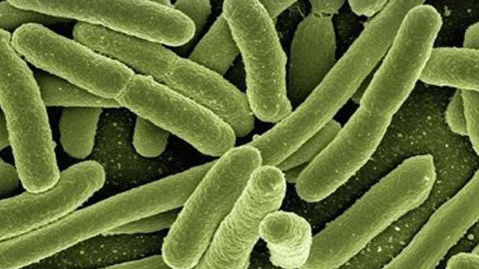 Mладеж почина от бубонна чума