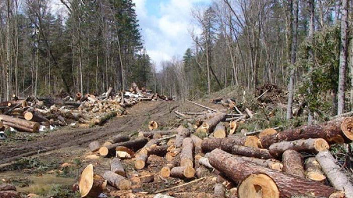 Заловиха собственик на цех, маркирал дърва с преотстъпена общинска марка