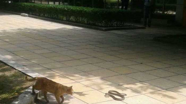 Във Варна може да потърсите специалист по залавяне на влечуги, ако ги видите на обществени места