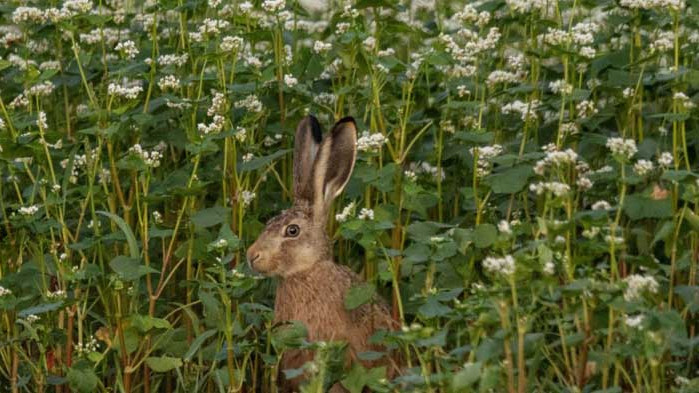 Протеинът на дълголетието