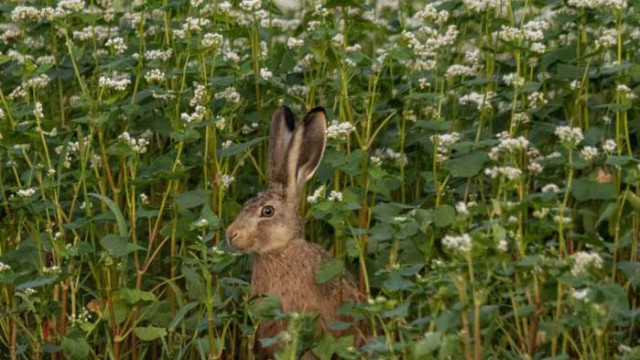 Протеинът на дълголетието