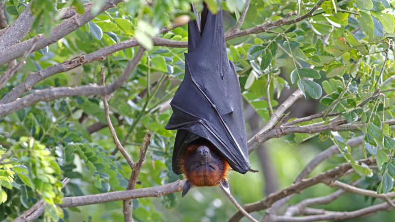 Природозащитници помагат на бедстващи прилепи