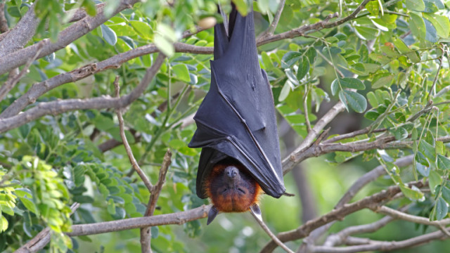 Природозащитници помагат на бедстващи прилепи