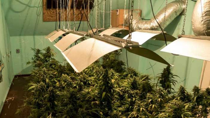 34-годишен ще лежи година в затвор, заради отглеждане на марихуана