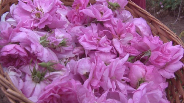 Разследване: Китайско и турско розово масло измества българското на нашия пазар