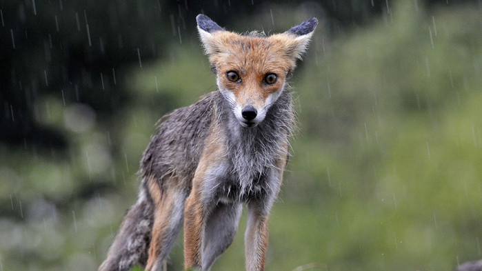Лисица краде обувки от домове в Берлин