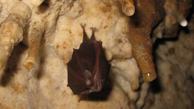 Прилепите носят коронавируси с десетилетия