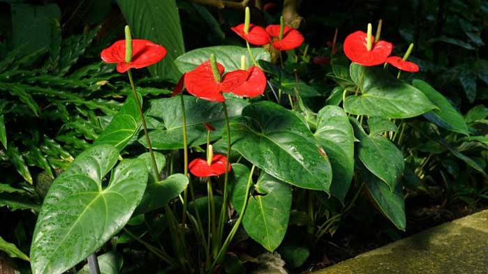 Антуриумът, който обича музиката и човешкия глас