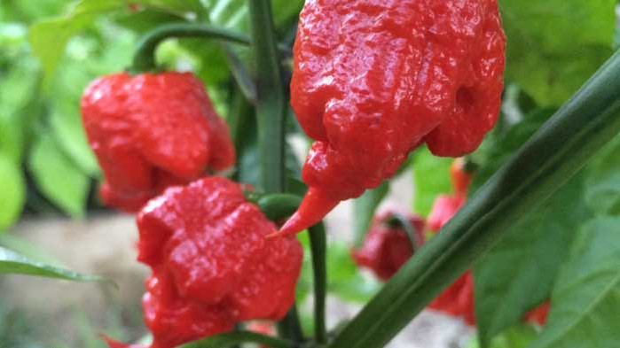 Китайската люта чушка – смеете ли да пробвате?