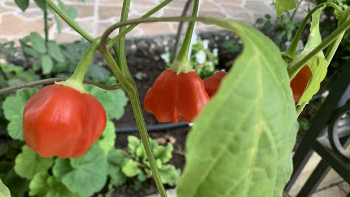 Китайската люта чушка – смеете ли да пробвате?