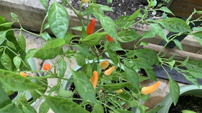 Китайската люта чушка – смеете ли да пробвате?