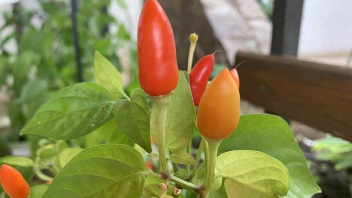 Китайската люта чушка – смеете ли да пробвате?