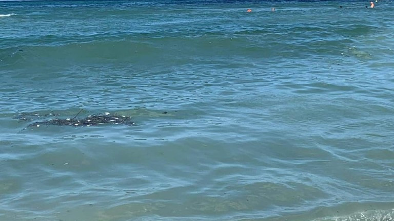 Мазни бели топчета изплуваха на още няколко плажа у нас